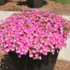 Proven Winner Petunia Daybreak Charm 4.5" - Image 2